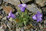 Campanula allionii